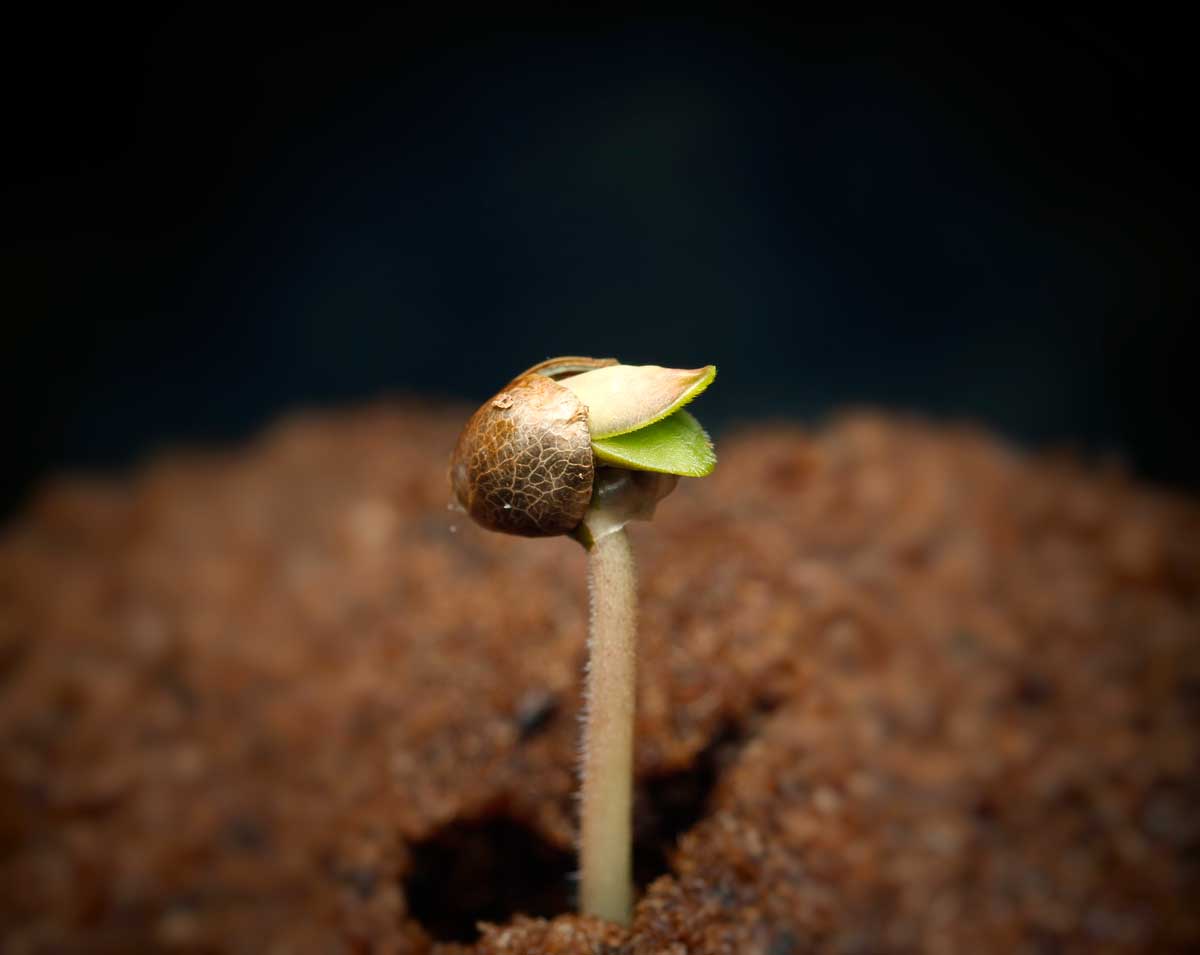 Three Great Methods of Germinating Cannabis Seeds.